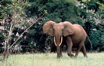 Elefante africano.