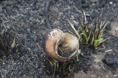 Un caracol quemado en una de la zona en donde sí se puedo aplacar el fuego en el banco San Miguel de Asunción.
