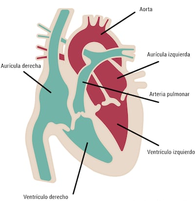 Aparato circulatorio: el corazón