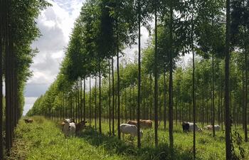 Paraguay podrá exportar madera exótica, anunció Infona.
