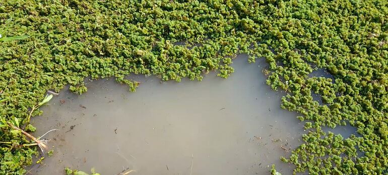 Agua de tajamar, de la cual muchas personas dependen para sobrevivir en el Alto Paraguay.