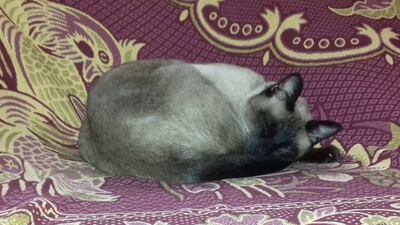 Luego de comer su balanceado y beber agua el gato tomará largas siestas a lo largo del día.