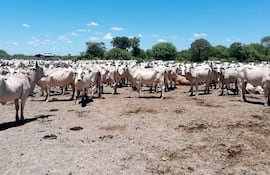 Las lluvias que se registran en el Alto Paraguay benefician al sector de la ganadería.