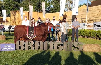 Toro Gran Campeón de la Expo Brangus de Otoño, de la Rural S.A.