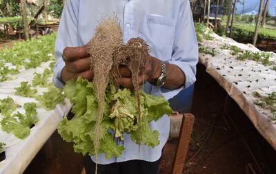 La raíz de la izquierda es la sana y vigorosa, la de la derecha de color oscuro está afectada por el Pythium, y la planta ya no se recupera.
