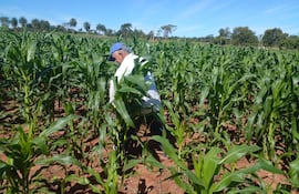 Esta parcela de maíz en época floración forma parte de la producción del labriego de la calle 12.000