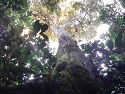 Los bosques desconocidos.