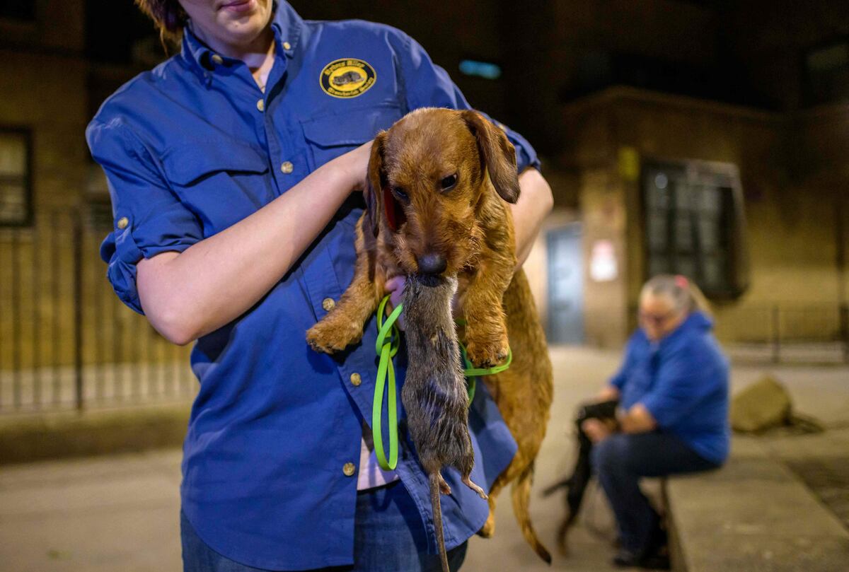 los perros atraen a las ratas