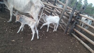 Animales robados y recuperados