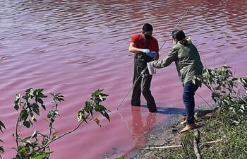 Técnicos del Mades tomaron ayer muestras del agua en la laguna Cerro, en la compañía Piquete Cue de Limpio. Responsable de la contaminación sería una curtiembre, dijeron.