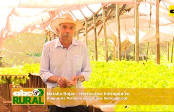 ABC Rural: Ataque de Pythium a cultivos hidropónicos