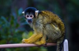 London (United Kingdom), 04/01/2022.- A Squirrel Monkey during the annual stocktake at ZSL London Zoo in London, Britain, 04 January 2022. Every animal that is in the zoo is weighed and measured and the statistics recorded so the data can be shared with zoos across the world. (Reino Unido, Londres) EFE/EPA/VICKIE FLORES