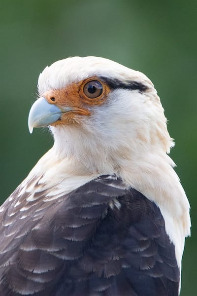 Kiri kiri (Milvago chimachima) adulto, foto gentileza de Oscar Bordon, Naturaleza de Paraguay en fotografía.