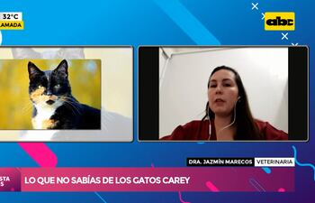 ¡Lo que no sabías de los gatos carey!