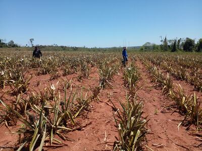Esta parcela de piña de tres hectáreas en etapa de fructificación quedó completamente destruida en el asentamiento 15 de Abril