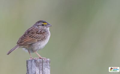 Manimbé (Ammodramus humeralis xanthornus), fotografía gentileza de Oscar Rodríguez (Paraguay Birding & Nature)