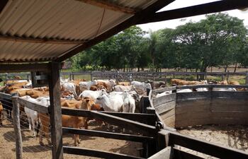 En procedimiento fiscal -policial recuperan 85 animales vacunos en Pirayú