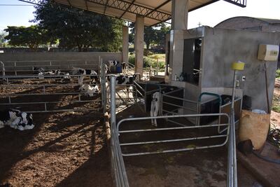 La alimentadora automática cuenta con 4 boxes donde entran los terneros a tomar su leche. El equipo se encarga de administrarles lo necesario de acuerdo a sus requerimientos.