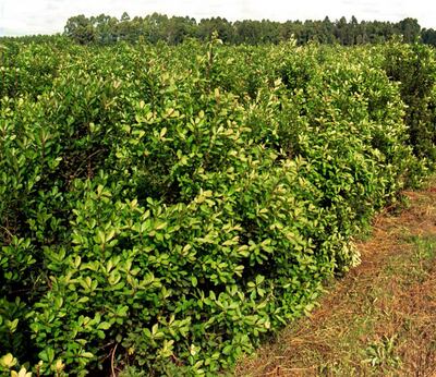 La yerba mate es uno de los principales productos del país.