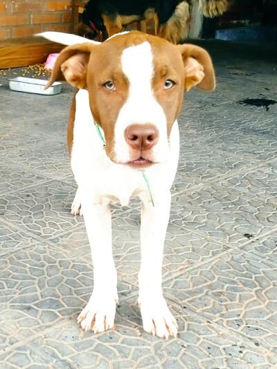 Buddy, un pitbull que se perdió en Itauguá.