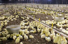 El servicio oficial desarrolla un Plan Nacional de Sanidad Avícola con protocolos para evitar la diseminación de enfermedades.