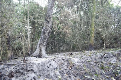 Rastros del paso de las llamas en la zona boscosa de la reserva San Rafael.