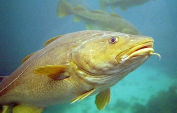 El equipo se sorprendió cuando capturó cuatro peces grandes a 350-400 metros de profundidad, de los que tres eran bacalaos del Atlántico, una especie depredadora que se supone que no vive tan al norte.