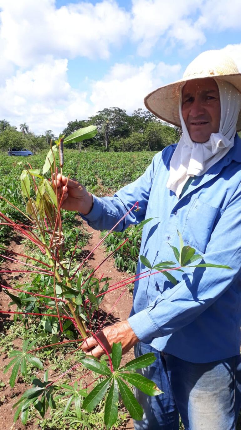 Los gusanos destruyen en pocas horas una hectárea de cultivo.