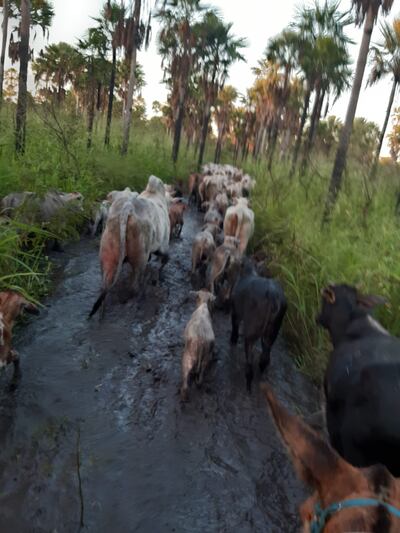 Parte de los 145 animales robados que fueron recuperados este lunes en Bahía Negra.