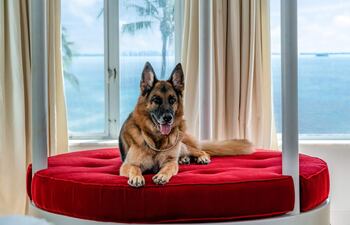 El perro más rico del mundo, un pastor alemán llamado Gunther VI, heredero del fideicomiso de la condesa Karlotta Liebenstein, que ha puesto a la venta su casa en Miami, que hace años perteneció a Madonna, por casi 32 millones de dólares.
