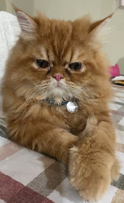 Ruffus se perdió en el barrio Sajonia de Asunción.