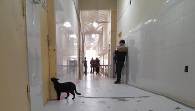 Uno de los gatos en el pasillo del Hospital Regional de Pilar.