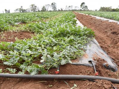El uso de tecnología de riego, mulching y buena fertilización puede asegurar una buena producción de sandía.