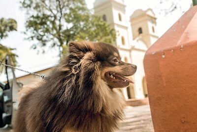 Raza Pomerania