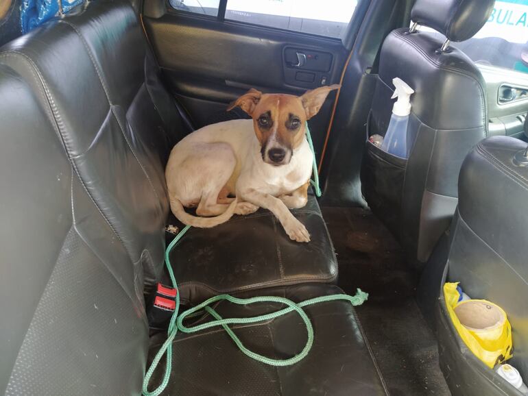 Perro rescatado por Bomberos. (gentileza).