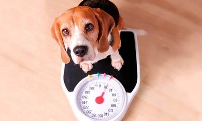 El sedentarismo o falta de ejercicio, sumado un consumo excesivo de calorías, son los principales responsables de la obesidad en perros.