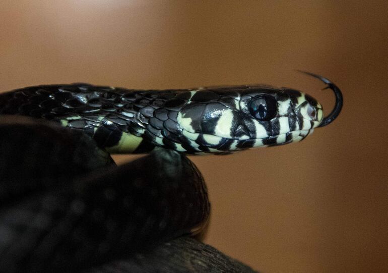 Una serpiente tigre (Spilotes Pallatus), conocida popularmente en Nicaragua como culebra mica.