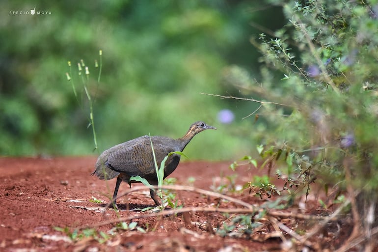Ynambu kagua (Tinamus solitarius), fotografía gentileza de Sergio Moya. Esta ave es endémica del Bosque Atlántico y se encuentra en Peligro de Extinción (Res. MADES 254/19)