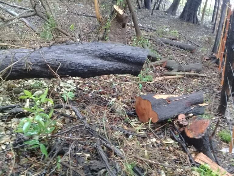 Pobladores denunciaron la tala de árboles en Chaco'i.