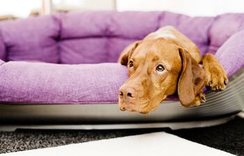 María José Rabery dice que la giardiasis suele ser una causa corriente de diarrea en los perros.