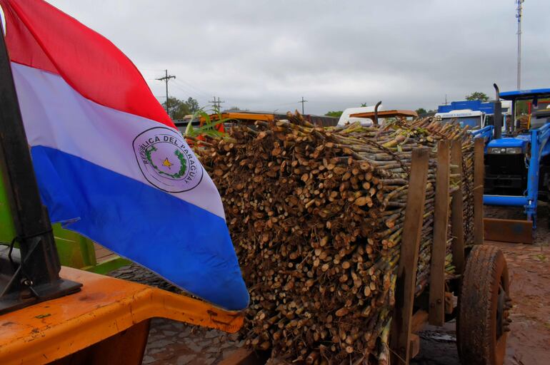 La caña dulce ya está en condiciones de ser colocada en la fábrica de Petropar.