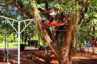 La representación navideña fue instalada entre las ramas.