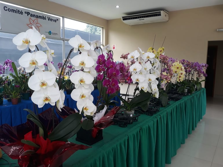 Las orquíedeas marisposas son las opciones más interesantes por la duración de las flores.