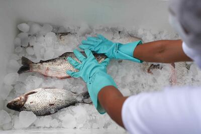 Una persona almacena pescado en un contenedor con hielo el 7 de septiembre de 2021, en la comunidad de San Fernando, en Datem del Marañón (Perú).