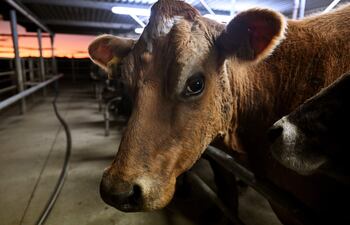 La Comisión de Medio Ambiente de la Cámara de Diputadas y Diputados de Chile aprobó este jueves un proyecto que reconoce a los animales como “seres sintientes” dignos de cuidado, bienestar, protección y respeto.