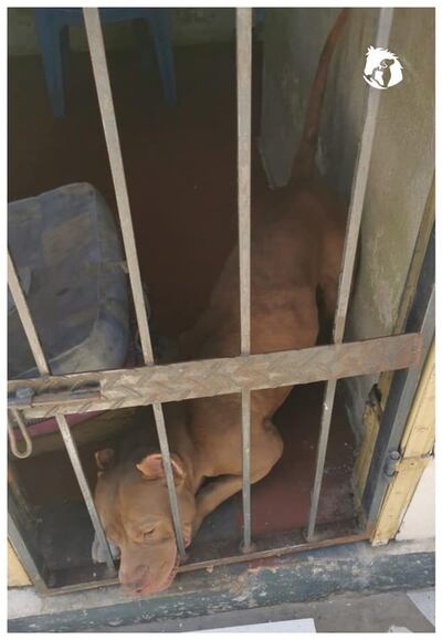 Perro de la raza pitbull dentro del calabozo de la comisaría 3ra. de Luque. Esperó 30 minutos para ser asistido por el estado.