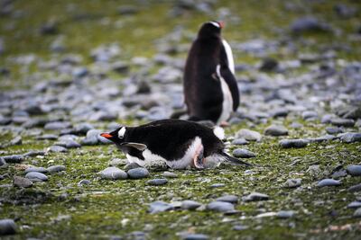 Pingüinos entre muestras de musgo y pasto.