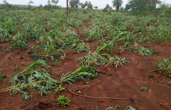 Parcela de cultivo de mandioca arrasada por la tormenta.