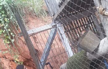 La Fiscal Fátima Girala y agentes de la Policía Nacional desplegaron nuevamente ayer operativos de búsqueda del niño José Ozuna, de 12 años.