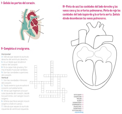 Más sobre el corazón